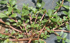 Kem dưỡng da chứa cao chiết từ cây Rau sam (Portulaca oleracea) và quy trình sản xuất kem dưỡng da