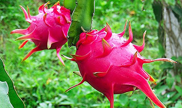 PHƯƠNG PHÁP SẢN XUẤT NƯỚC THANH LONG NGUYÊN CHẤT BẰNG CÁCH SỬ DỤNG ENZYM